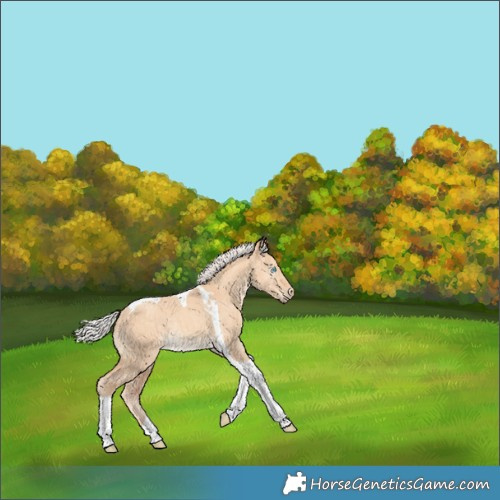 Horse Color:Gray Silver Perlino Dun Tobiano Brindle 