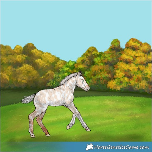 Horse Color:Silver Classic Champagne Dun Tobiano Appaloosa 