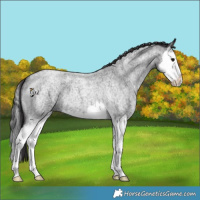 Horse Color:Smoky Blue Roan Splash 
