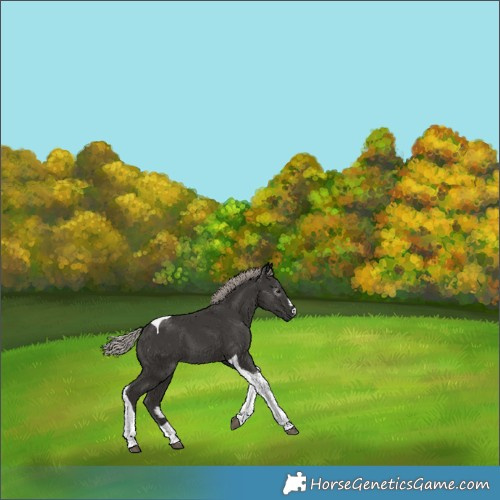 Horse Color:Gray Silver Black Tobiano 