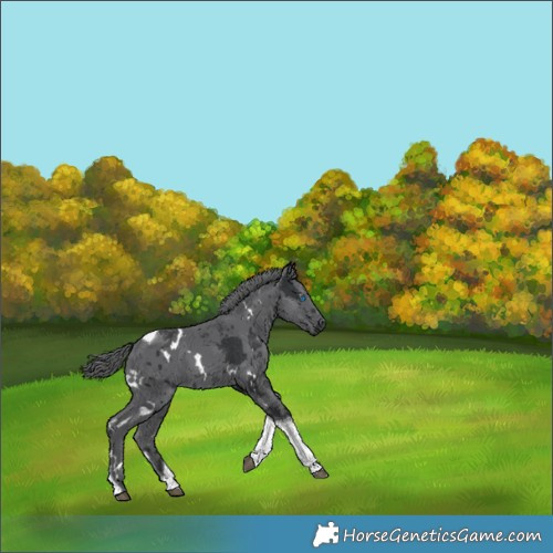 Horse Color:White Spotted Black Merle Tobiano 