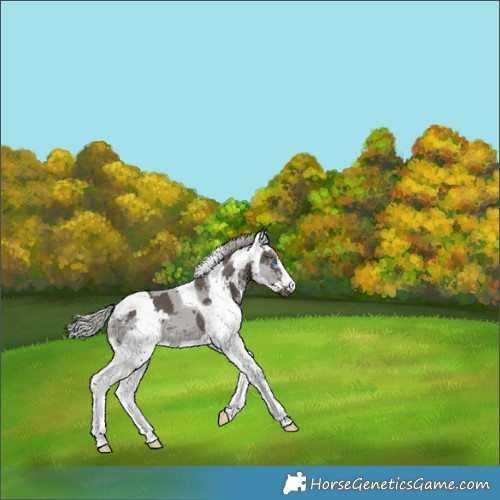 Horse Color:Silver Black Merle Tobiano 