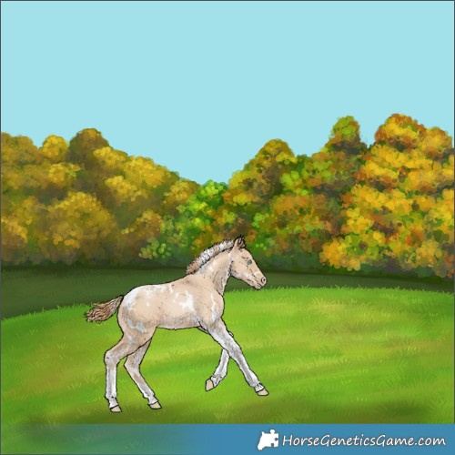 Horse Color:White Spotted Smoky Black Pearl Tobiano 