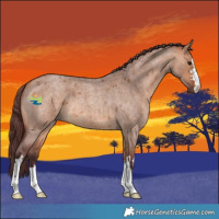 Horse Color:Chocolate Bay Roan Dun