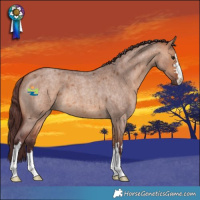 Horse Color:Chocolate Bay Roan Dun