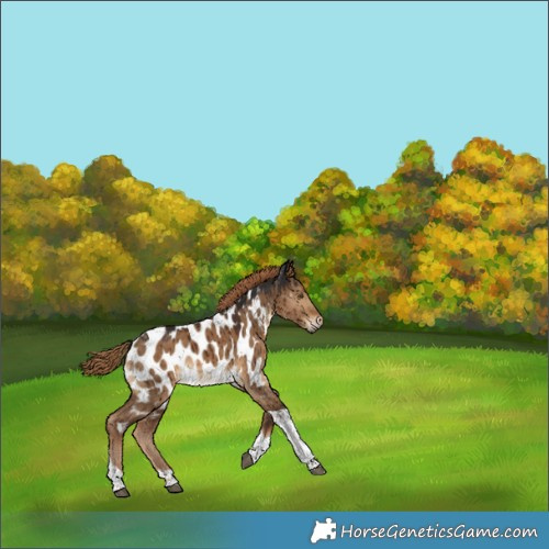 Horse Color:Gray Liver Red Dun Tobiano Appaloosa Brindle 