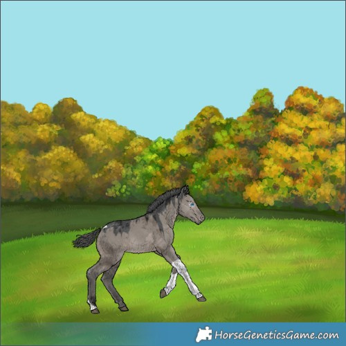 Horse Color:Gray Grullo Merle Tobiano Appaloosa 