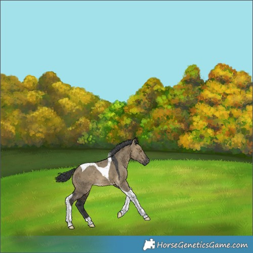 Horse Color:Gray Buckskin Dun Merle Tobiano Appaloosa 