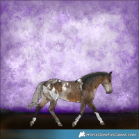 Horse Color:Gray Silver Brown Dun Tobiano Brindle  and Gray Silver Grullo Merle Tobiano Appaloosa Brindle 