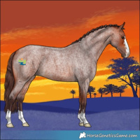 Horse Color:Chocolate Bay Roan