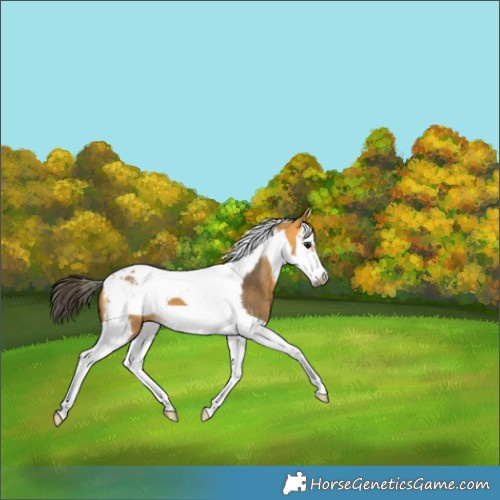 Horse Color:Buckskin Splash Tobiano Frame