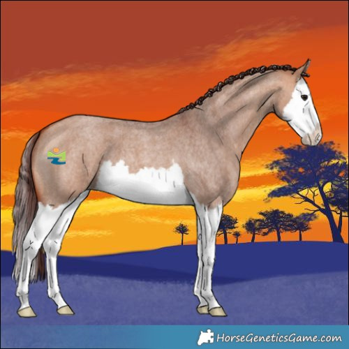 Horse Color:Chocolate Bay Roan Dun Splash 