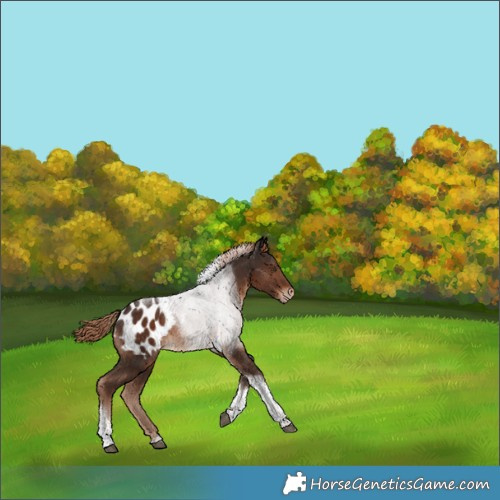 Horse Color:Liver Chestnut Tobiano Appaloosa