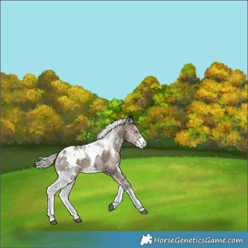 Horse Color:Silver Smoky Grullo Merle Tobiano Appaloosa