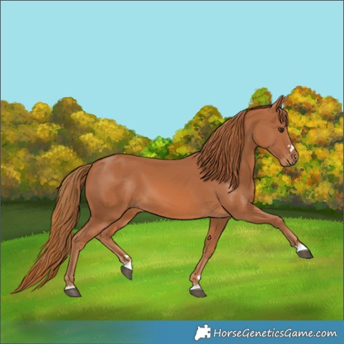 Horse Color:Chestnut 