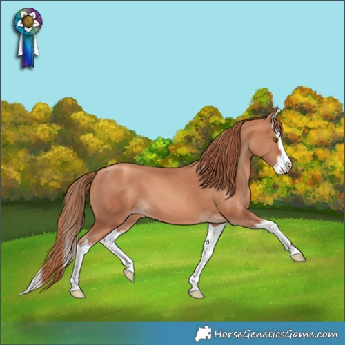 Horse Color:Gold Champagne Splash 