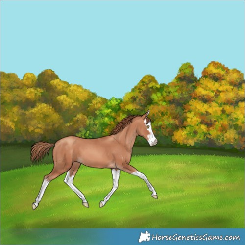 Horse Color:Gold Champagne Splash 
