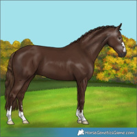 Horse Color:Gray Chestnut