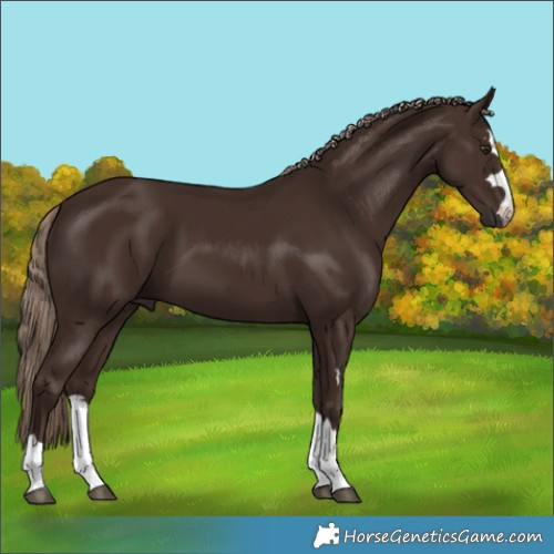 Horse Color:Liver Chestnut 