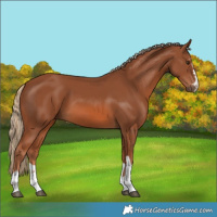 Horse Color:Chestnut 