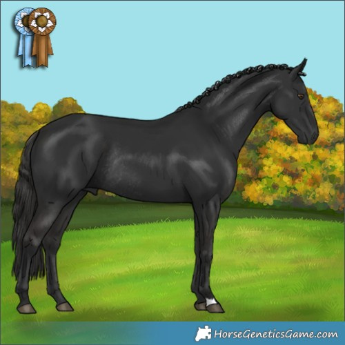 Horse Color:Liver Chestnut Rabicano