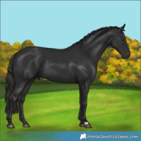 Horse Color:Liver Chestnut Rabicano