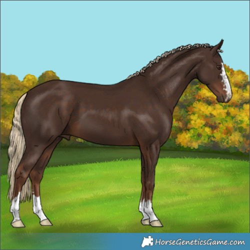 Horse Color:Liver Chestnut 