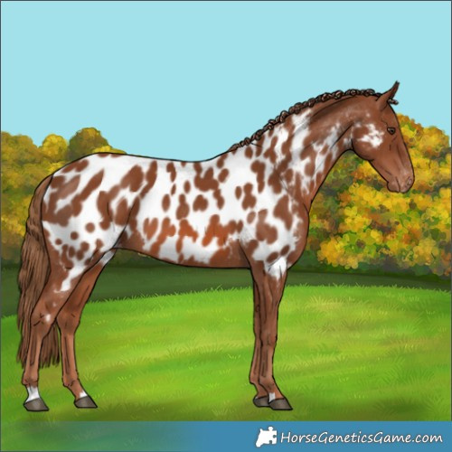 Horse Color:Chestnut Near Leopard