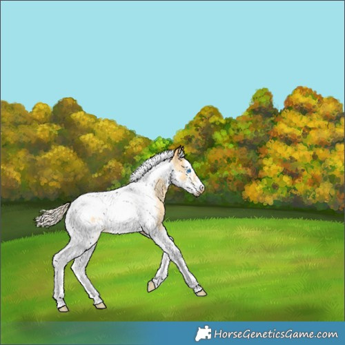 Horse Color:Palomino Roan Dun Splash Tobiano Frame