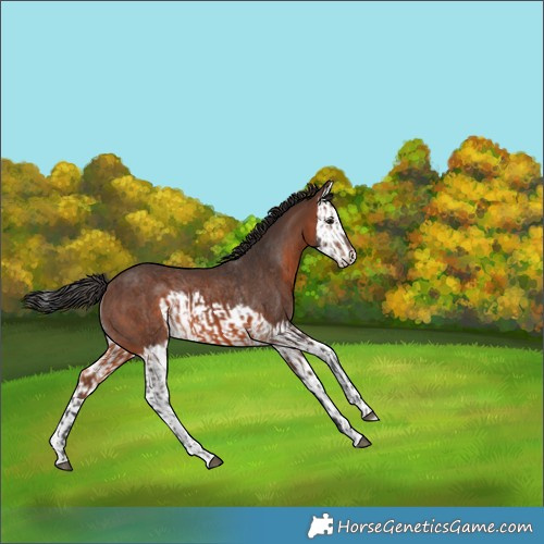 Horse Color:Brown Rabicano  and Brown Splash Rabicano 