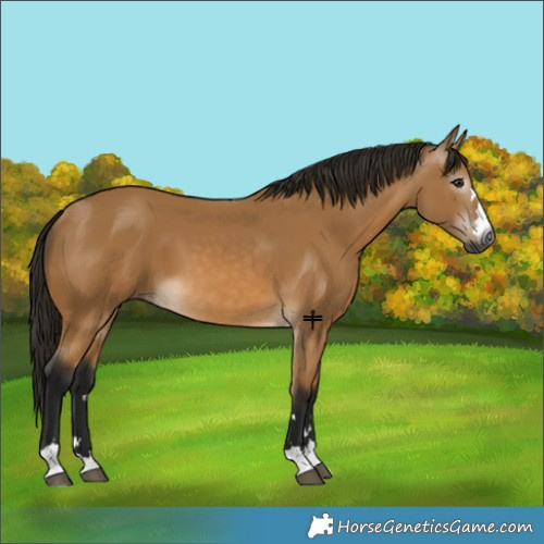 Horse Color:Gray Buckskin 