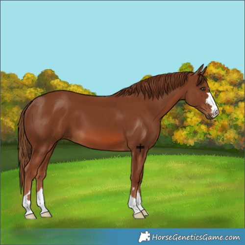 Horse Color:Chestnut 
