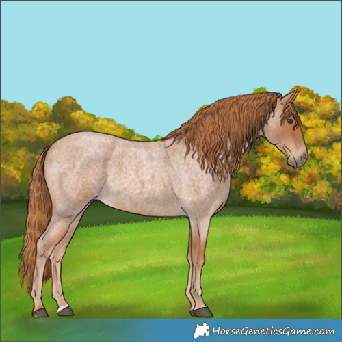 Horse Color:Red Roan 