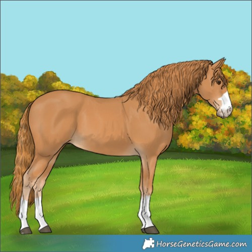 Horse Color:Chestnut 