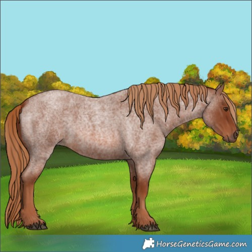 Horse Color:Red Roan 