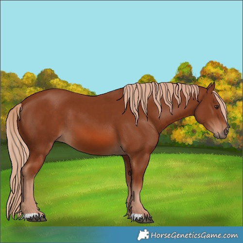 Horse Color:Chestnut 