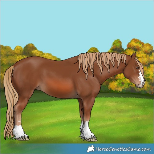 Horse Color:Chestnut 