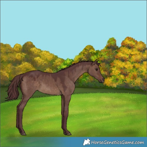 Horse Color:Chocolate Brown Dun