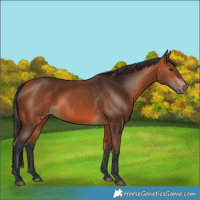 Horse Color:Bay 