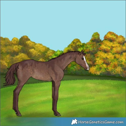 Horse Color:Chocolate Brown Dun Splash 