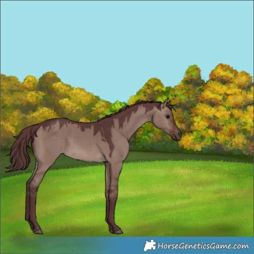 Horse Color:Chocolate Brown Dun 