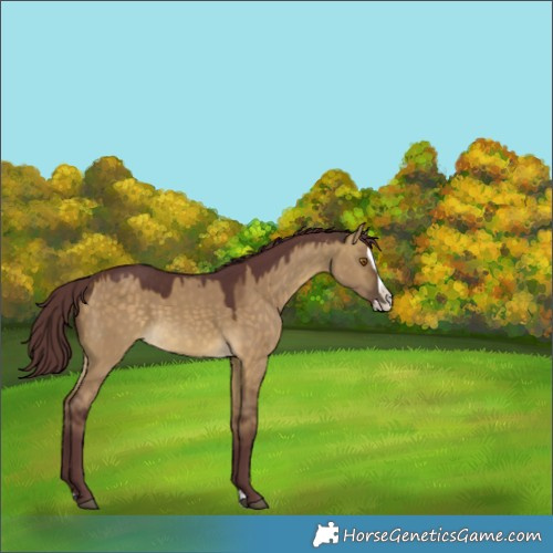 Horse Color:Chocolate Buckskin Dun Splash 