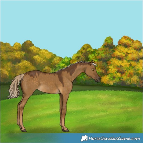 Horse Color:Chocolate Palomino Dun 