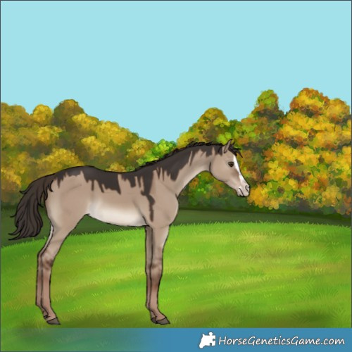 Horse Color:Liver Red Dun Splash 