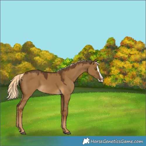 Horse Color:Chocolate Palomino Dun Splash