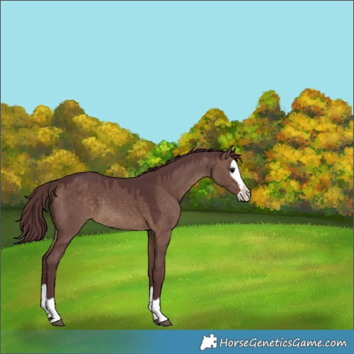 Horse Color:Chocolate Brown Dun Splash 