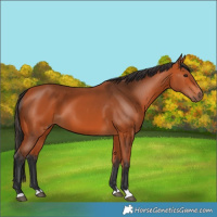 Horse Color:Bay 