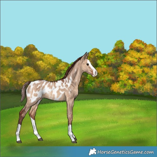 Horse Color:Chocolate Brown Dun Splash Near Leopard Brindle 