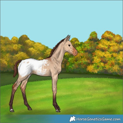 Horse Color:Chocolate Bay Dun Appaloosa Brindle