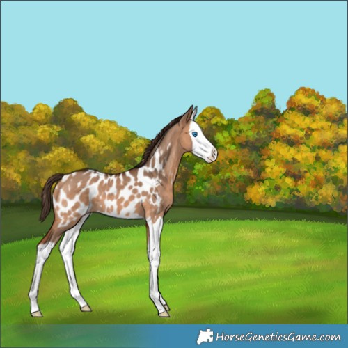 Horse Color:Bay Dun Splash Near Leopard 